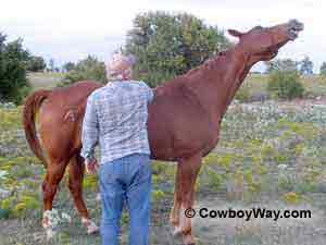 A horse enjoying a good scratch