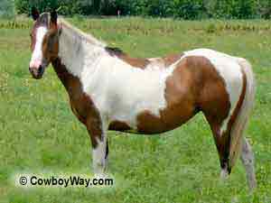 Picture of a paint horse in a gree pasture