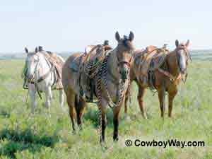 Picture of three ranch horses