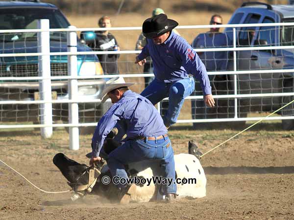 A ranch rodeo contestant jumps over a steer