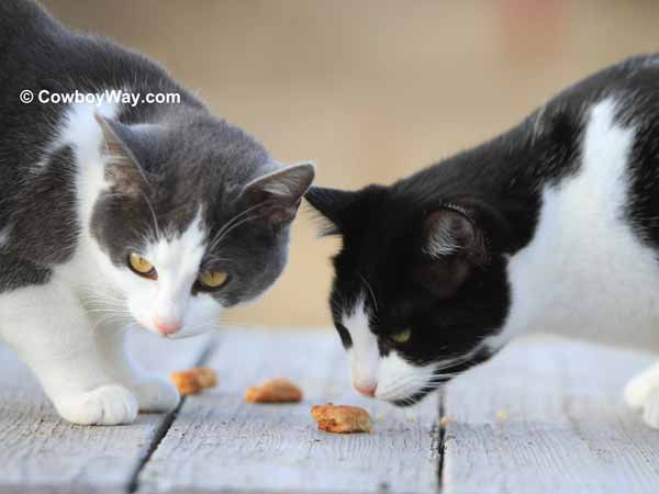 Two cats investigate the treats