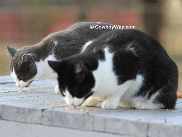 Two cats eating treats