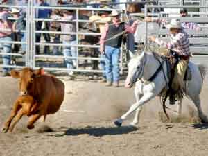 A gray horse trails a cow