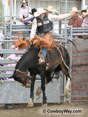 Saddle bronc riding is the classic event of rodeo