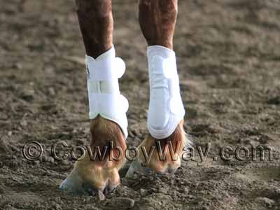 White splint boots on a horse