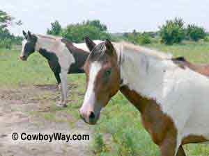 Two similarly marked Paint horses
