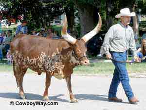 Picture of a Watusi heifer