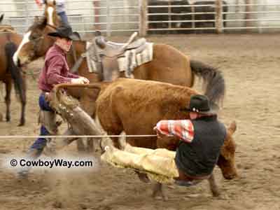 Wild cow takes the mugger off his feet