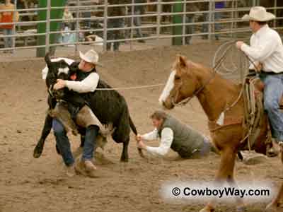 The mugger mugs a wild cow