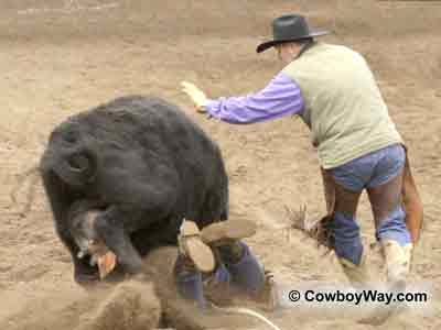 Wild cow milking