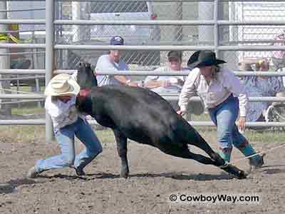 A cowgirl lays a steer on its side at a womens ranch rodeo