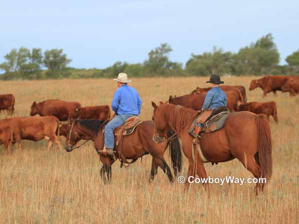 Current cowboy photo of the day