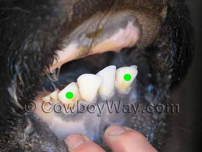 Aging cows by their teeth