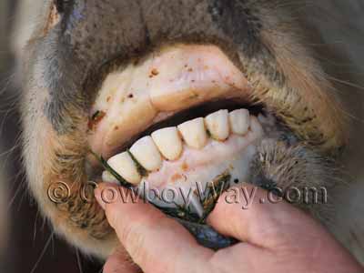 Cow's teeth, age seven