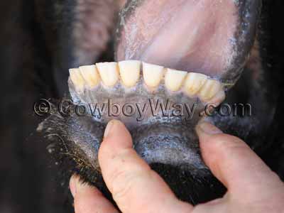 Cow age: Teeth say seven years