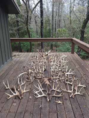 Shed antlers laying on a wooden deck