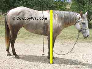 A horse's height is measured in a unit known as 'hands'