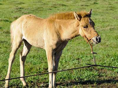 A foal tied too low and to a cable