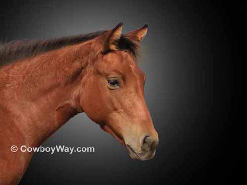 A portrait image of a bay filly