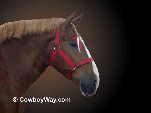 Profile of a Belgian draft horse head