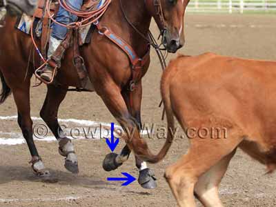 Bell boots on a horse