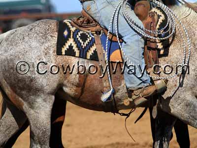 Blood marks on the side and belly of a horse