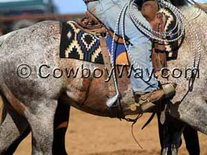 Bloody shoulder mark on a gray horse