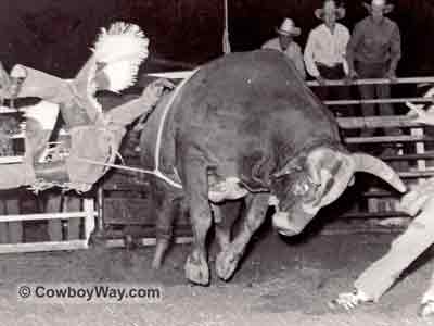 Braford the bucking bull at Peach Capitol Arena