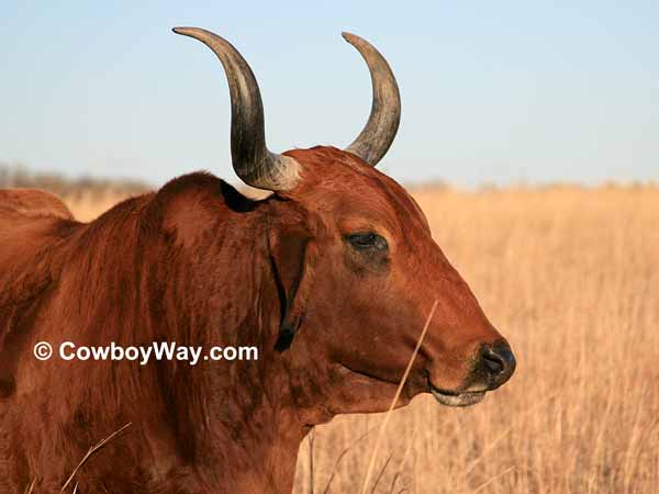 Brahma cow picture