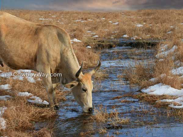 A Brahma cow takes a drink