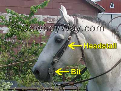 A bridle on a gray horse