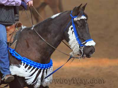 A leather breast collar with silver conchos