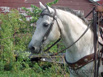 A leather bridle with silver conchos