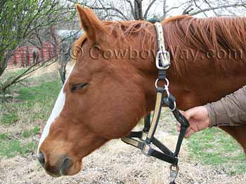Bridle a horse: Remove the halter to put on the bridle