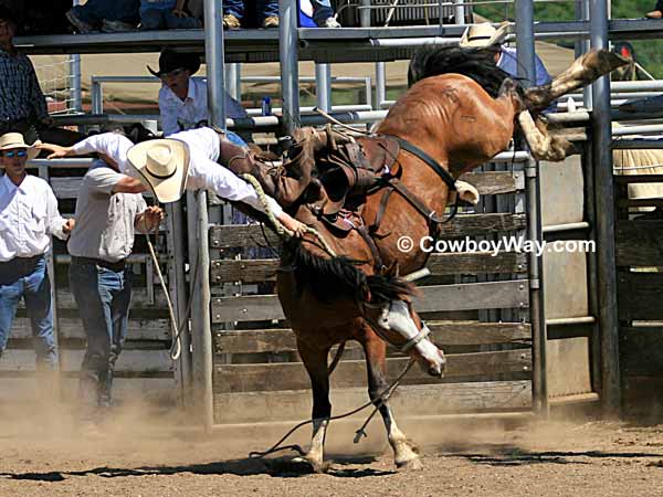 A bucking bronc throws its rider over its head