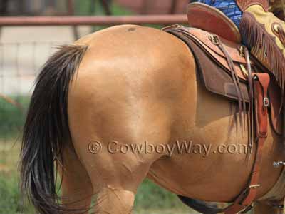 Buckskin horse color