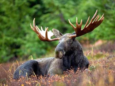 A bull moose with antlers
