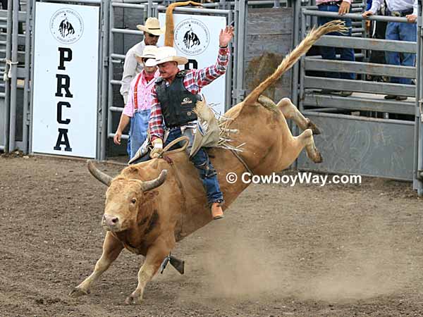 Bull Riding: A yellow bull bucks with a bull rider