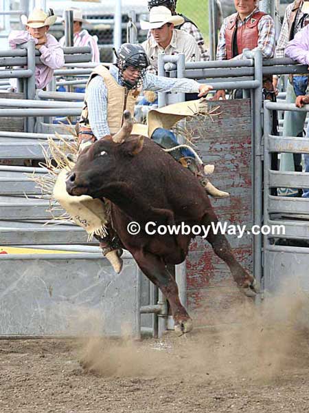 A bull rider hangs on as a red bull leaves the chute