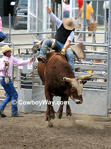 A bull rider rides a red brock-faced bull