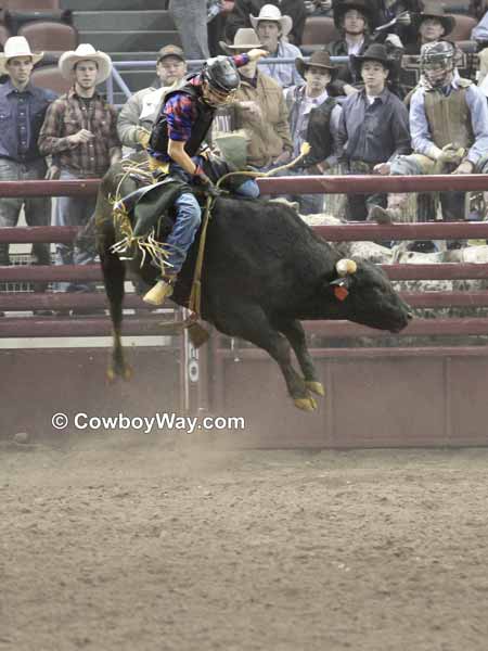 A bull rider looking good on a black bull