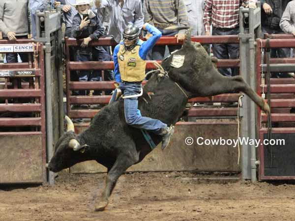 Bull riding thrills: A bull rider rides a black bull