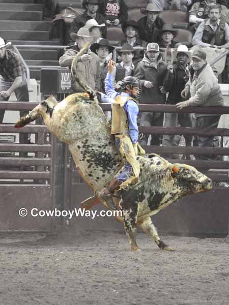A spotted bull bucks and kicks with a rider