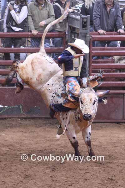 A black and white bull kicks out high behind