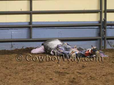 An unconscience bull rider