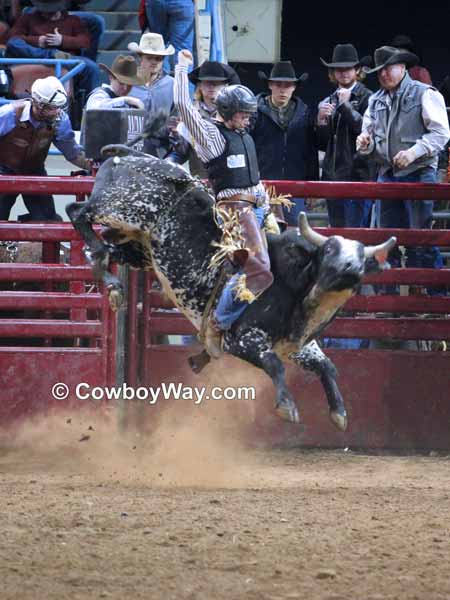 A black speckled bull takes his rider high into the air