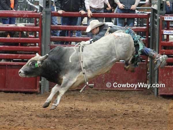 A bull rider flies off the back off a gray bull