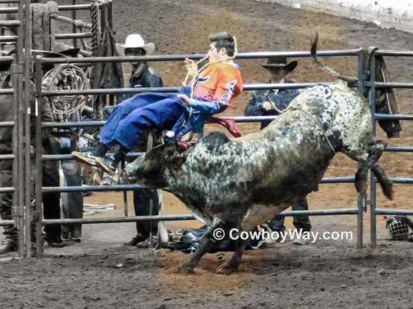A rodeo bull throws an man into the air with his head