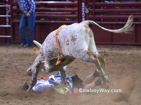 A bucking bull smashes a clown
