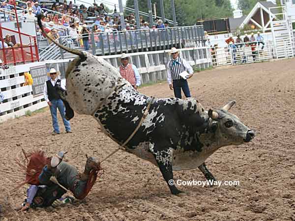 Bull rider Ryan Shanklin and bull 397